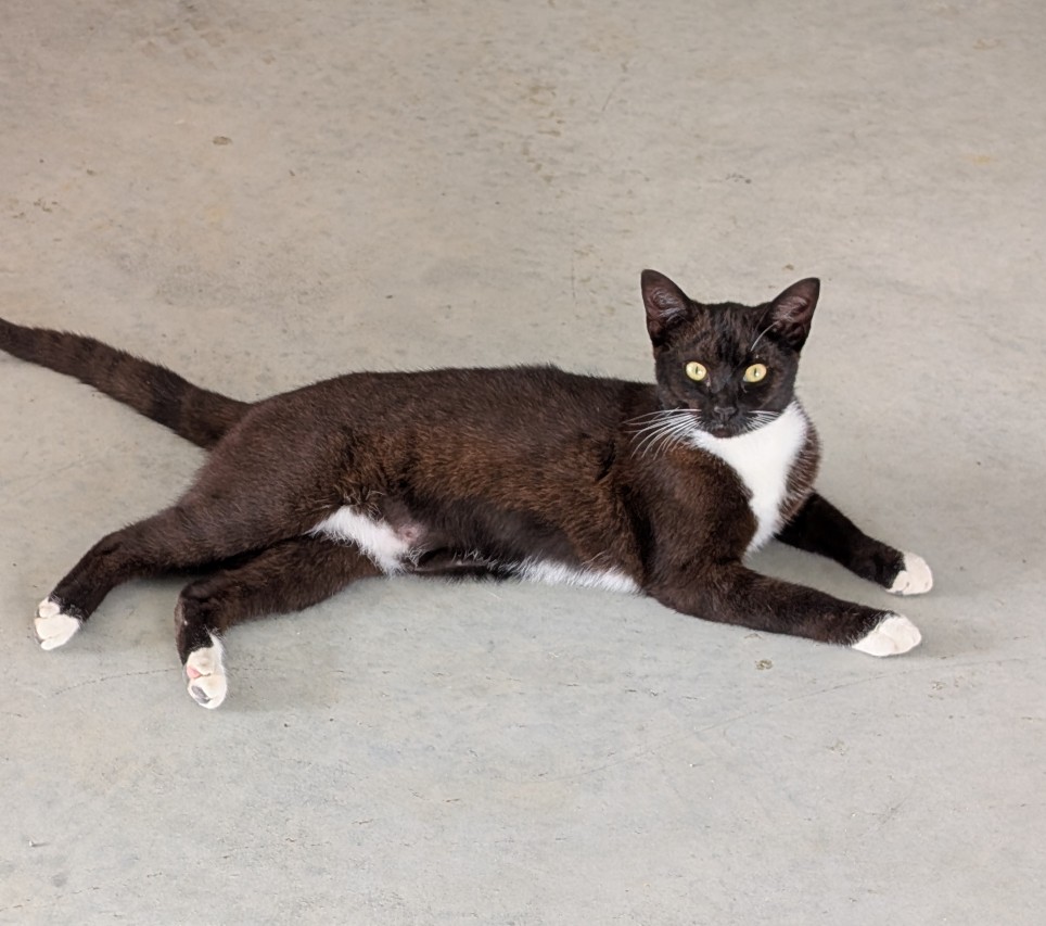 image of Prissy cat