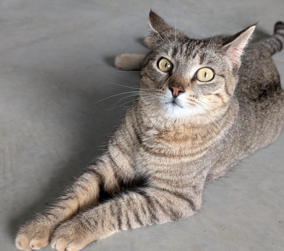 image of Reba cat